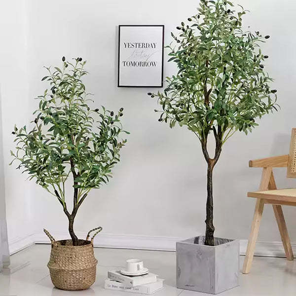 Mediterranean Olive Tree