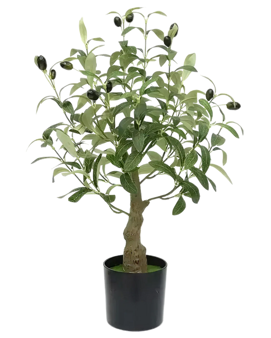 Mediterranean Olive Tree
